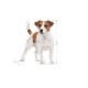 Royal Canin Mini Adult – Hrană Umedă pentru Câini de Talie Mică, în Sos, 85 g